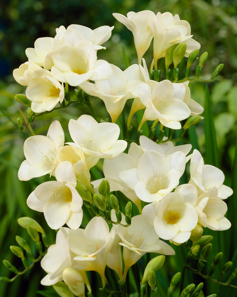 Freesia-Single White 15-pakning
